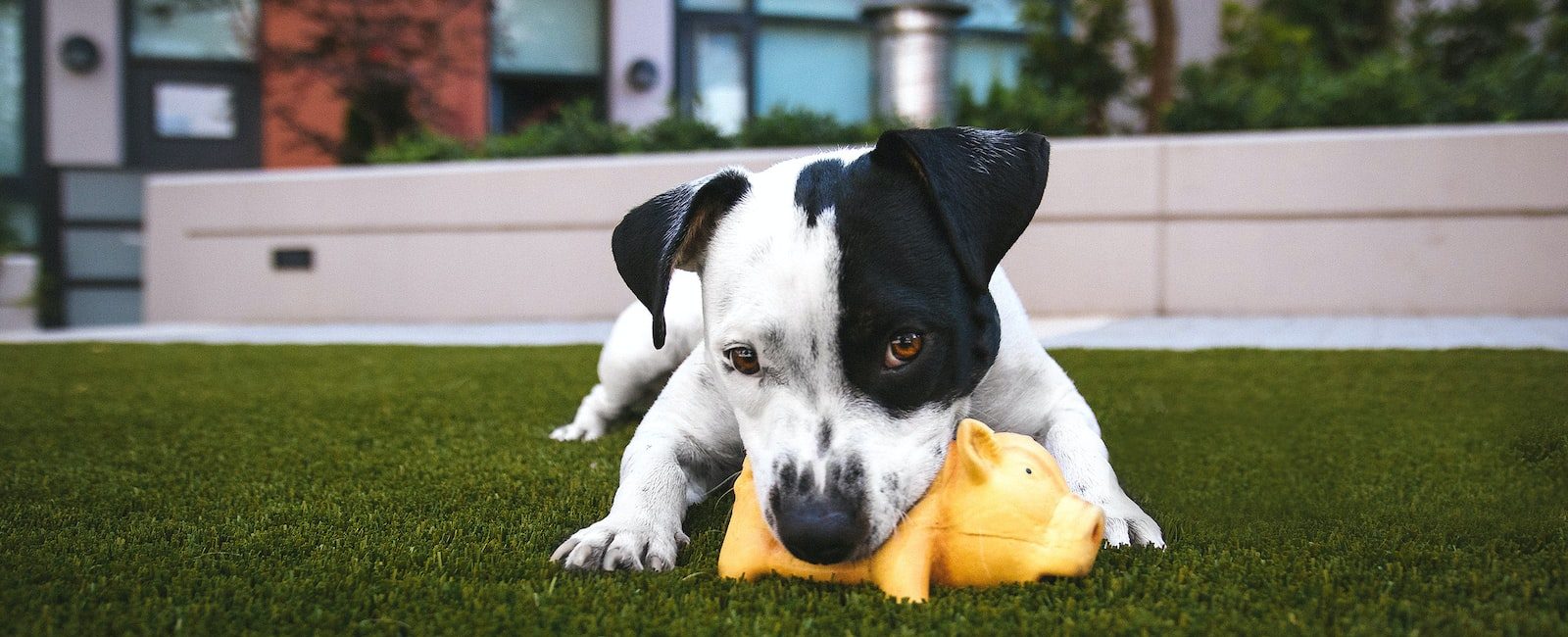 pitbull terrier américain blanc et noir mordant un jouet cochon jaune couché sur l'herbe en plein air pendant la journée